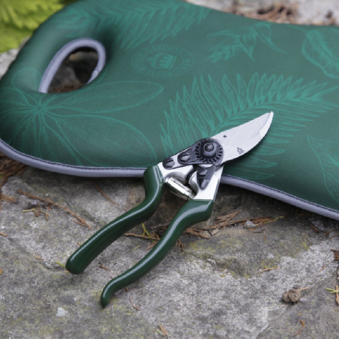 KEW knepute